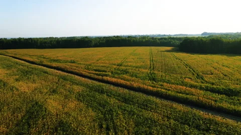 A drone flying over a cornfield at sunrise Stock Footage 158318009