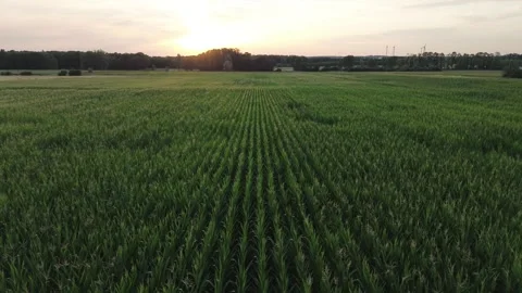 Drone Flying Over Cornfields at Sunset Stock Footage 339371113