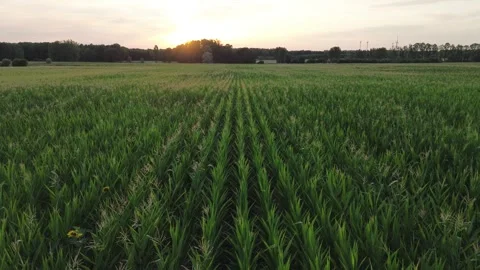 Drone Flying Over Cornfields at Sunset Stock Footage 339371133