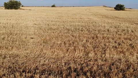 Drone flying over crop field at high speed Stock Footage 124592555