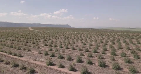 Drone flying over crops with a blue sky with clouds.  Stock Footage 154508587