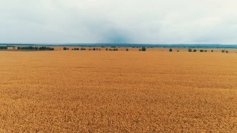 Drone flying over endless golden fields of harvested wheat field on a gloomy day Stock Footage 125045892