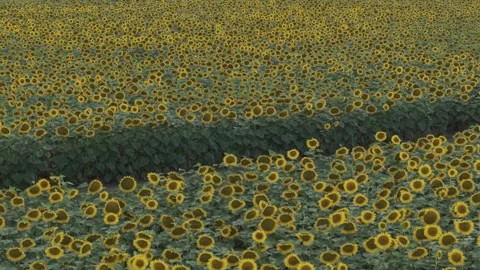 Drone flying over endless sunflower field in full bloom Stock Footage 339966067