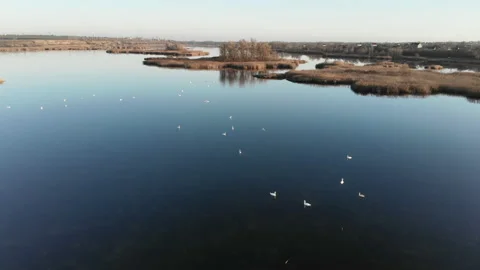 Drone flying over the estuary of a river. On the bank there are dry reeds. Stock Footage 147573561