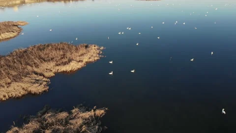 Drone flying over the estuary of a river. On the bank there are dry grass. Stock Footage 147573607