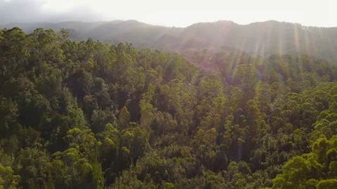 Drone flying over eucalyptus forest 스톡 동영상 83052305