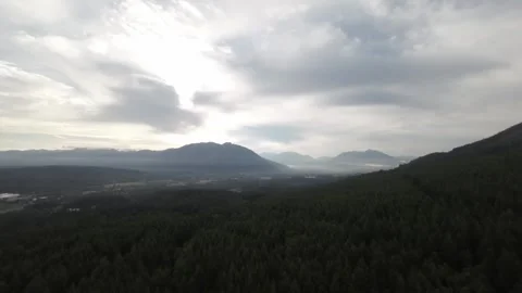 Drone Flying Over Evergreen Forest (Desaturated) Stock Footage 246016535