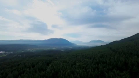 Drone Flying Over Evergreen Forest (Color Corrected) Stock Footage 246022682