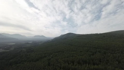 Drone flying over Evergreen Forest (Desaturated) Stock Footage 246300098