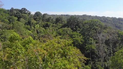 Drone flying over exotic tree top, in the middle of biodiverse rainforest Stock Footage 154352995