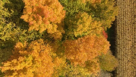 Drone flying over fall forest and then over cornfield on windy day Stock Footage 119199491