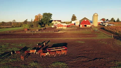 Drone flying over a Farm during sunrise (sunset) Stock Footage 140295244
