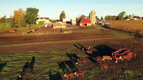 Drone flying over a Farm during sunrise (sunset) Stock Footage 140296309