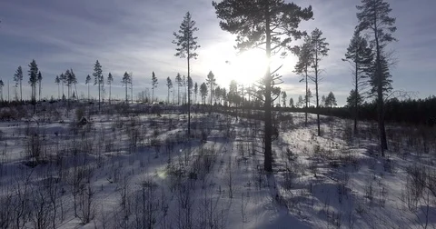 Drone flying up over field and forest in winter. Stock Footage 71945691