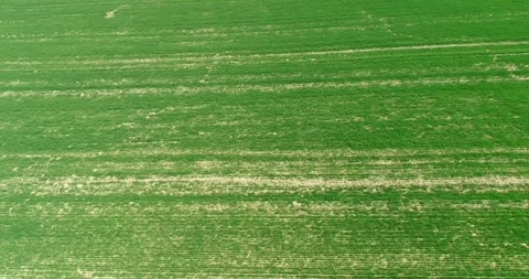 Drone flying over a field during sunset Stock Footage 264770304