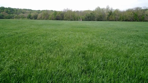 Drone Flying Over Field of Grass 4k Video stock 126875911