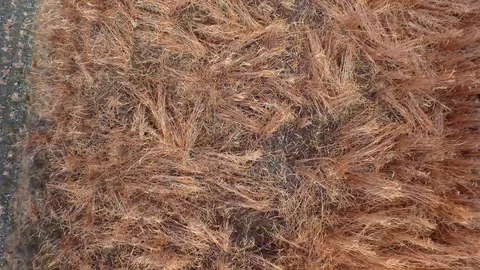 Drone flying over a field surrounded by trees showing the stormy clouds Video stock 89617813