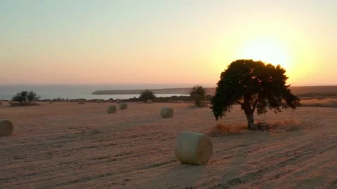 Drone flying over a field with a tree and slanted skeins of hay Stock Footage 200936899