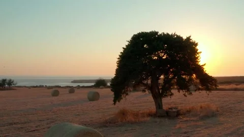 Drone flying over a field with a tree and slanted skeins of hay Stock Footage 201341609