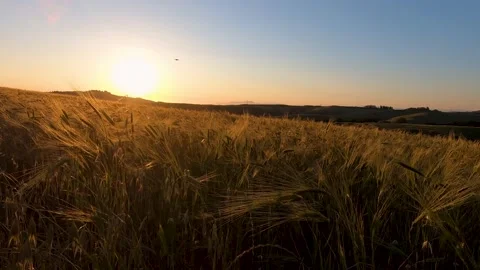 Drone flying over the field of wheat at sunset in the Val d'Orcia valley, Italy 스톡 동영상 150973654