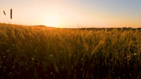 Drone flying over the field of wheat at sunset in the Val d'Orcia valley, Italy 스톡 동영상 166177607
