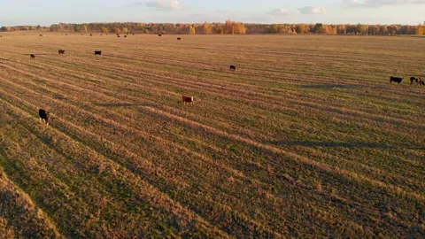 A drone flying over a field where cows graze Stock Footage 167684355