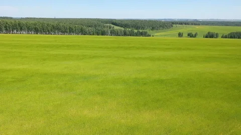 The drone is flying over the field.the wind flaps the ears of wheat View from Vídeos de archivo 113628065