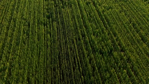 Drone flying over a field of young wheat during sunset Stock Footage 131218872