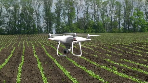 Drone flying over a field of young sugar beet Video stock 154694535