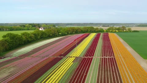 Drone flying over fields and beautiful tulip fields Stock Footage 273863355