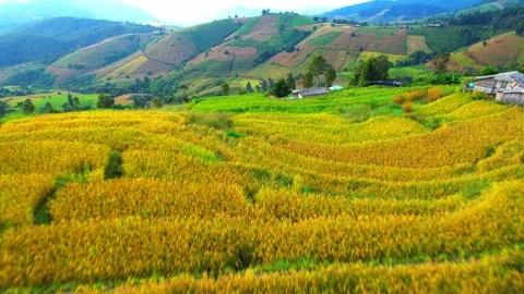 Drone flying over fields in Pa pong piang rice terraces Stock Footage 220463562