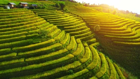 Drone flying over fields in Pa pong piang rice terraces Stock Footage 220463770