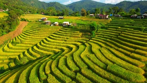 Drone flying over fields in Pa pong piang rice terraces Video stock 220464128