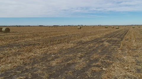 Drone Flying Over Fields Of Rolled Hay Bales With Blue Sky And White Clouds Stock Footage 229187435