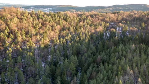 Drone flying over fir tree forest that is partly illuminated by the sun 動画素材 147496367