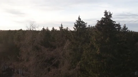Drone flying over fir tree forest with sun flairs 스톡 동영상 147497218