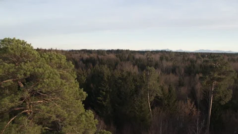 Drone flying over fir tree forest with alps in the background Stock Footage 147497851