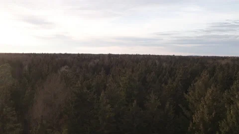 Drone flying over fir tree forest with sun flairs 2 Stock Footage 147498580