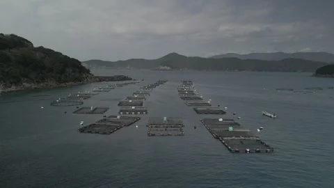 Drone Flying Over a Fish Farm in Ehime, Japan, with Coastal Mountains in View Stock Footage 302395052