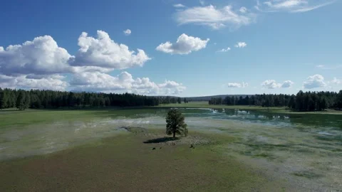 Drone Flying Over Flooded Meadow with Lone Tree and Cloud Reflections Видео 333705916