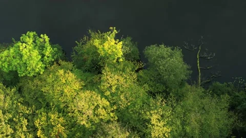 Drone flying over forest and lake 4K Video stock 237375148