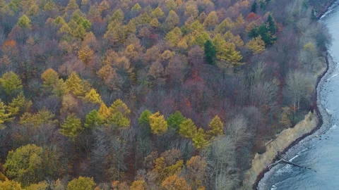 Drone flying over forest and beach at Stevns Klint Denmark Stock Footage 283072488