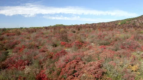 Drone flying over a forest in autumn during the foliage near trieste 스톡 동영상 263604148