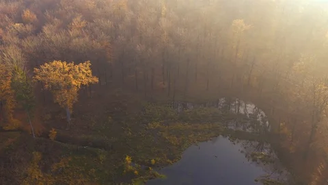 Drone flying over forest in beautiful golden autumn sunlight, drone stock foo Stock Footage 128284881