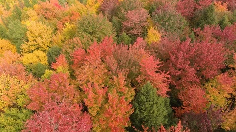 Drone flying over forest colored in stunning shades of green and orange Stock Footage 119215309