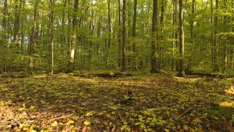 Drone flying over forest floor and continuing upwards in pretty woodlands Stock Footage 119195280