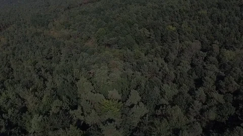 Drone flying over forest Stock Footage 82616972