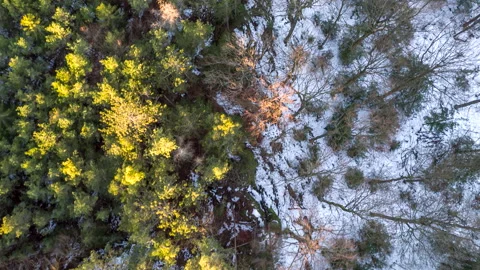 Drone flying over forest with healthy and rotten trees 스톡 동영상 147498586