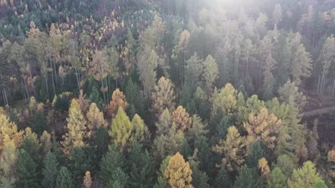 Drone Flying Over Forest Hills in Golden Autumn Light Stockbeeldmateriaal 321054864