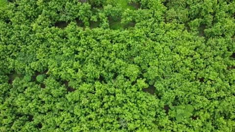 Drone flying over the forest, nature background. natural background in motion. Stock Footage 201243336